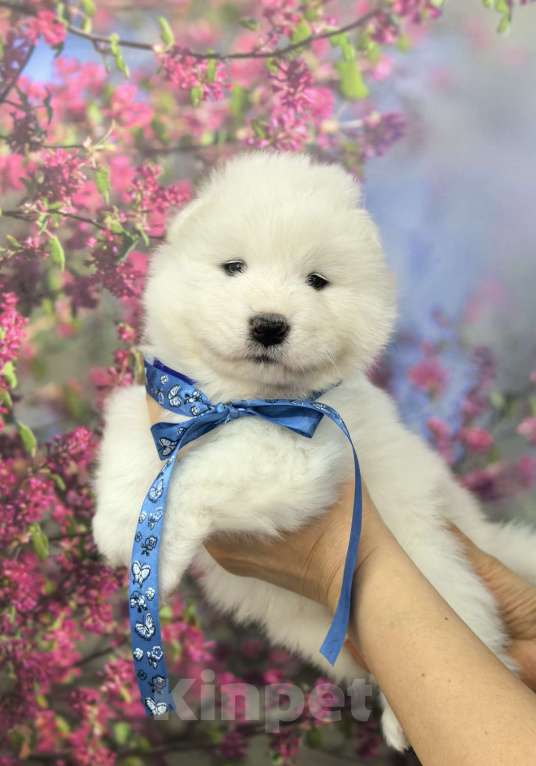 Собаки в Саяногорске: Щенок самоеда Мальчик, 65 000 руб. - фото 3