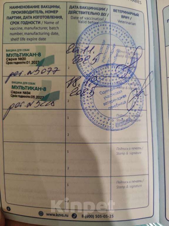 Собаки в других городах Московской области: Щенок золотистый ретривер  Мальчик, 80 000 руб. - фото 5