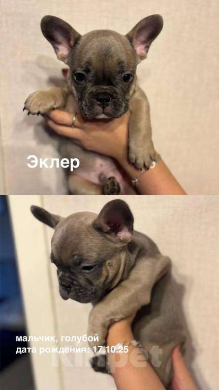 Собаки в других городах Московской области: Сладенький Эклерчик Мальчик, 30 000 руб. - фото 1