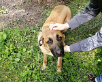 Собаки в Москве: Рыжий крупный щенок Федя ищет дом и заботливых хозяев Мальчик, Бесплатно - фото 4