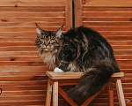 Кошки в Екатеринбурге: Котёнок Мейн-кун Девочка, 12 000 руб. - фото 2