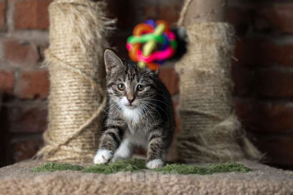Кошки в Санкт-Петербурге: Комочек счастья ищет маму и папу Девочка, Бесплатно - фото 6