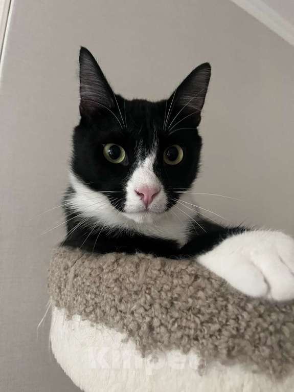 Кошки в Москве: Добрый и ласковый котик Маркиз ищет дом! Мальчик, Бесплатно - фото 5