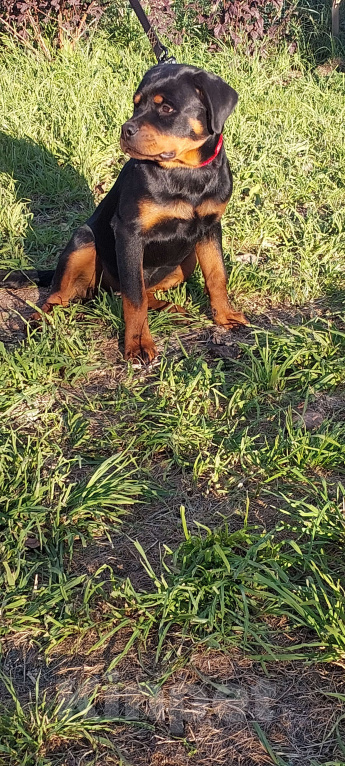 Собаки в Екатеринбурге: Щенок ротвейлера Девочка, 100 000 руб. - фото 2