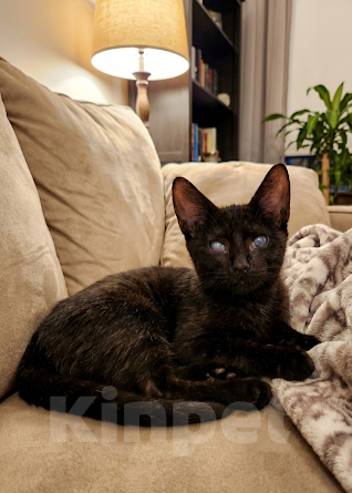 Кошки в Москве: Лайла котенок в добрые руки  Девочка, Бесплатно - фото 4