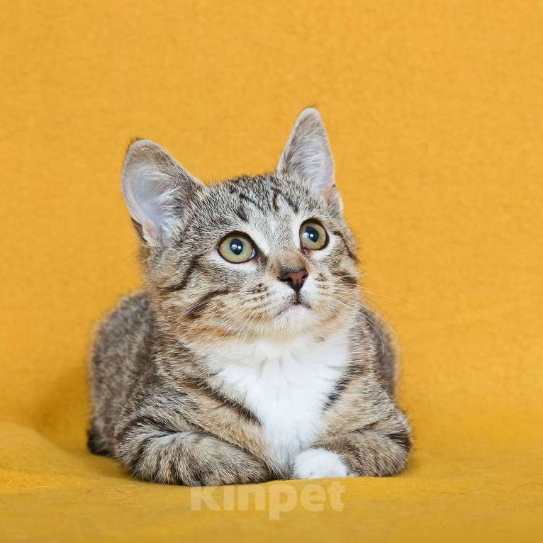 Кошки в других городах Московской области: Шурик - котенок-созерцатель Мальчик, Бесплатно - фото 5