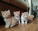 Кошки в Калининграде: Котята Разнополые, Бесплатно - фото 1