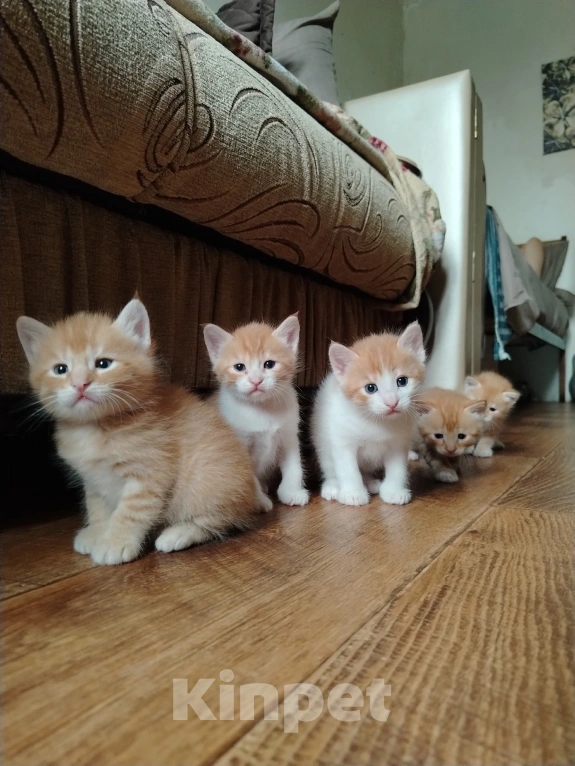 Кошки в Калининграде: Котята Разнополые, Бесплатно - фото 1