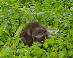 Кошки в Туле: Найдена кошка Девочка, 1 руб. - фото 1