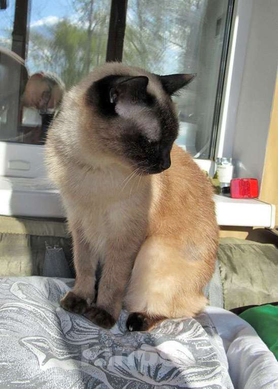 Кошки в Санкт-Петербурге: Ищет дом пожилая, очень нежная тайская кошка по имени Сюся Девочка, 10 руб. - фото 8