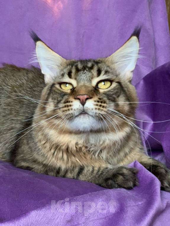 Кошки в Челябинске: МАЛЬЧИК МЕЙН-КУН  Мальчик, 13 000 руб. - фото 4