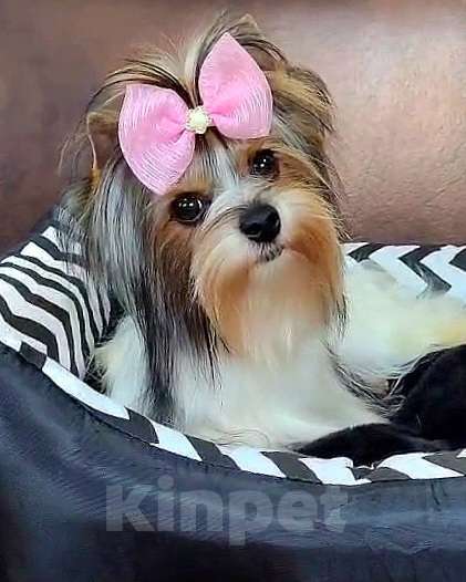 Собаки в Москве: Девочка Бивера мини Девочка, 45 000 руб. - фото 3