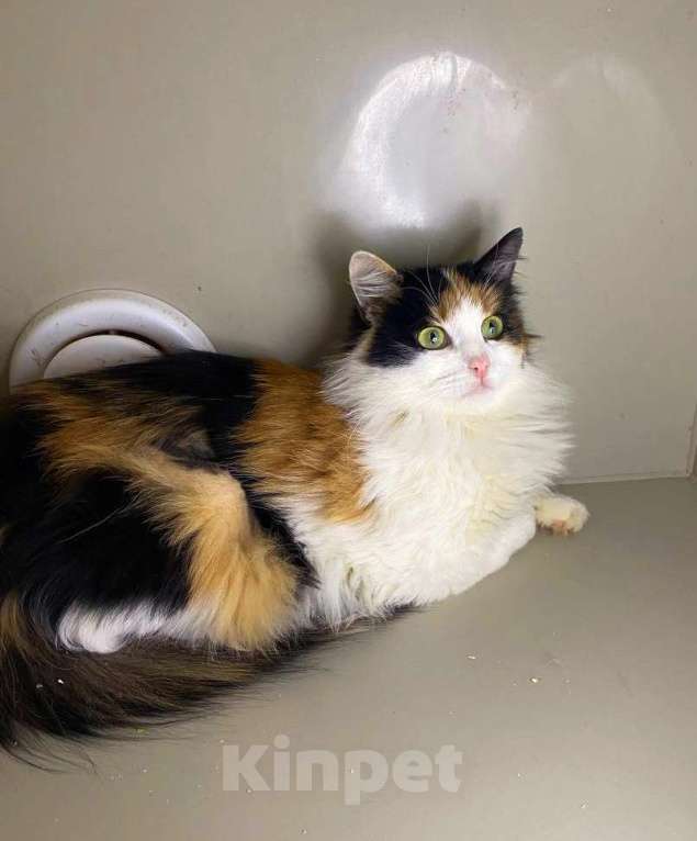 Кошки в Москве: Робкая Кассандра Девочка, Бесплатно - фото 3