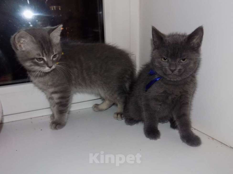 Кошки в Москве: Шотландский короткошерстные прямоухие котята Мальчик, 12 000 руб. - фото 1
