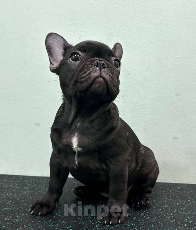 Собаки в Владивостоке: Малышка французского бульдога Девочка, 70 000 руб. - фото 5