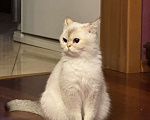 Кошки в Москве: 😺Шотландские котята Мальчик, 30 000 руб. - фото 7