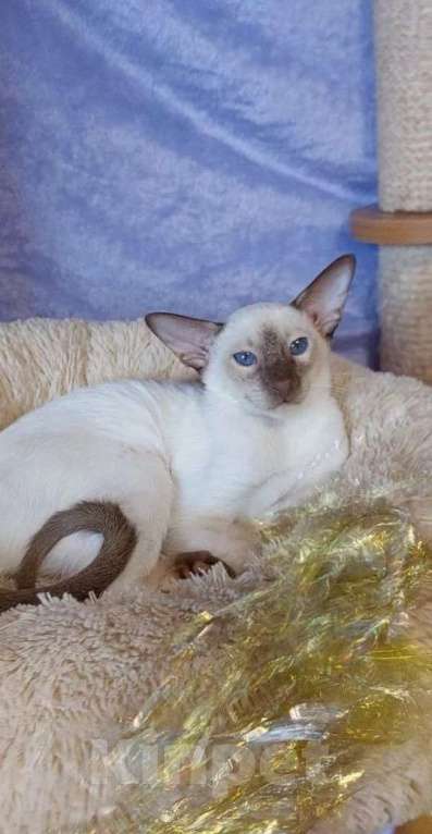 Кошки в Апрелевке: Ориентальная красотка Девочка, 50 000 руб. - фото 4