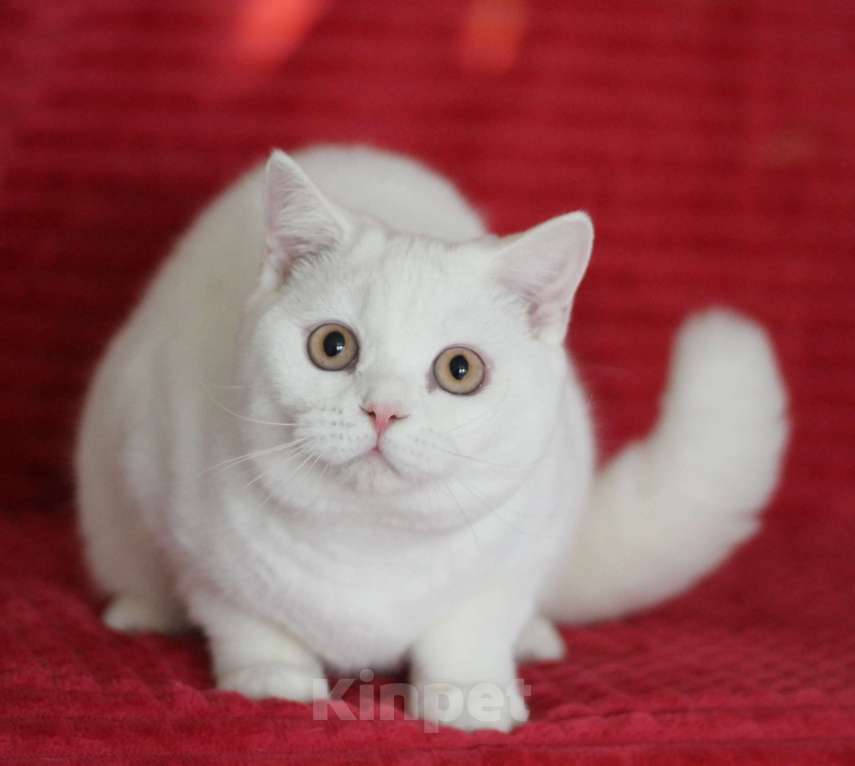 Кошки в Магнитогорске: Olympia Marshmallow  Девочка, Бесплатно - фото 1