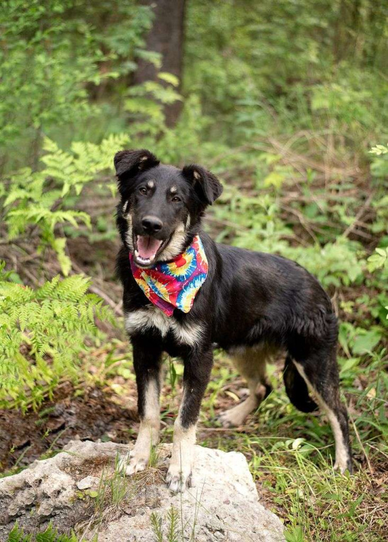 Собаки в Электрогорске: Щенок в добрые руки Мальчик, Бесплатно - фото 5