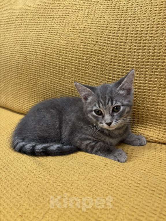 Кошки в Москве: Дымчатая красавица Девочка, Бесплатно - фото 4