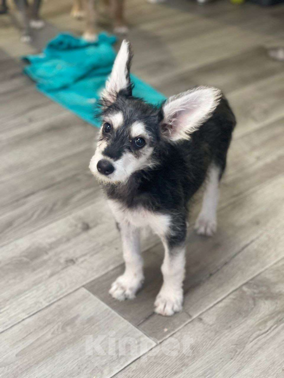 Собаки в Москве: Щенок-девочка, 3 месяца Девочка, Бесплатно - фото 3