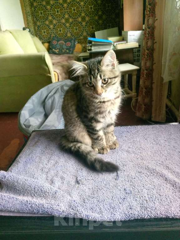 Кошки в Красноярске: Кошечка ищет добрых хозяев Девочка, Бесплатно - фото 3