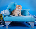 Кошки в Красноярске: Котята шотландские,золотая шиншилла Девочка, 25 000 руб. - фото 1
