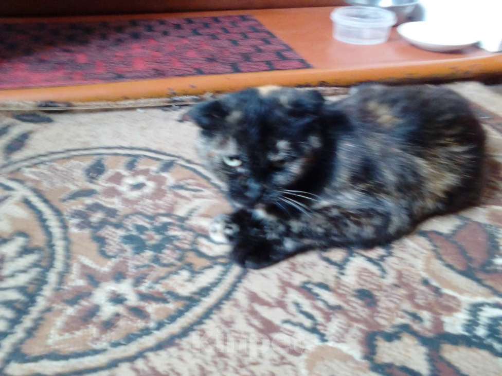 Кошки в Кондрово: продам кошку Девочка, 2 000 руб. - фото 4