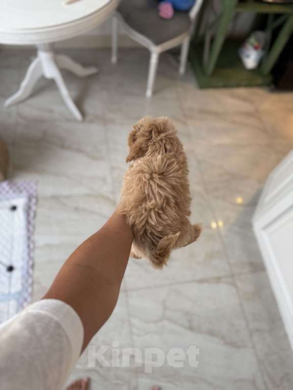 Собаки в Москве: Тео Мальчик, 110 000 руб. - фото 3