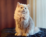 Кошки в Москве: Лиловый длинношёрстный шотландец (хайленд-страйт) Мальчик, 15 000 руб. - фото 5
