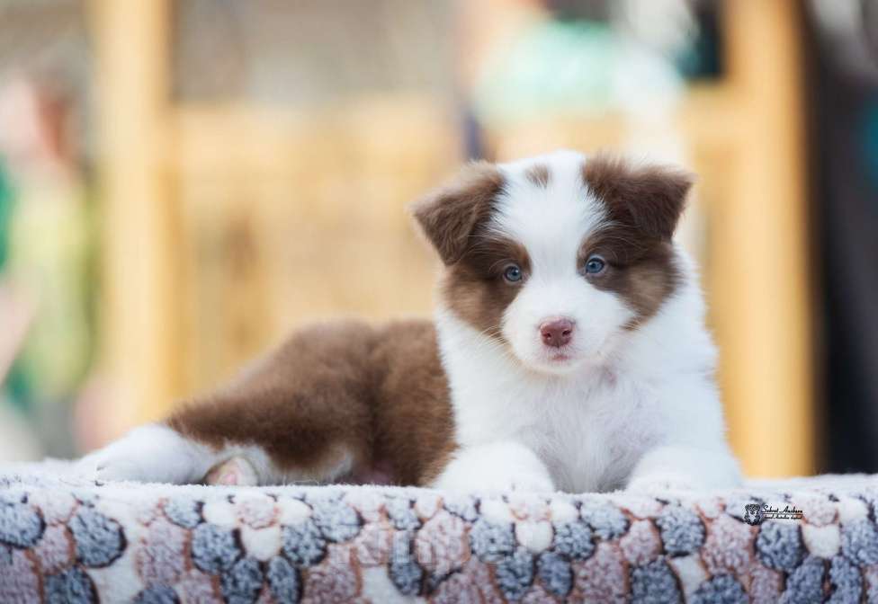 Собаки в Москве: Австралийская овчарка, аусси Мальчик, 70 000 руб. - фото 2