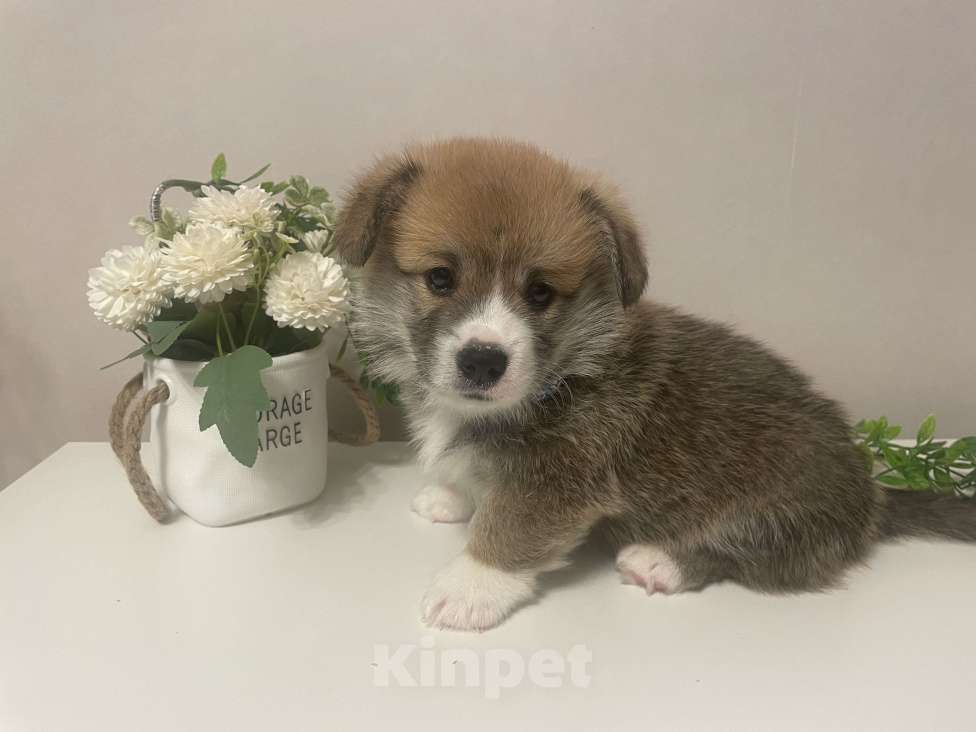 Собаки в Новосибирске: Будущий интерчемпион, мальчик Вельш корги Пемброк Мальчик, Бесплатно - фото 2