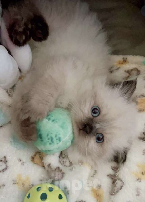 Кошки в Нижнем Новгороде: Высокопородные котята Рэгдолл  Девочка, 60 000 руб. - фото 2