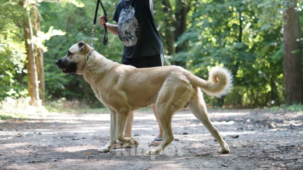 Собаки в Краснодаре: Кангал Вязка  Мальчик, 60 000 руб. - фото 3