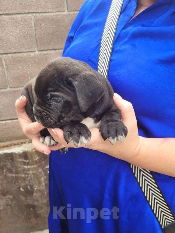 Собаки в Симферополе: B oжидании свoегo любящeго хозяина 🥰 Мальчик, 65 000 руб. - фото 7