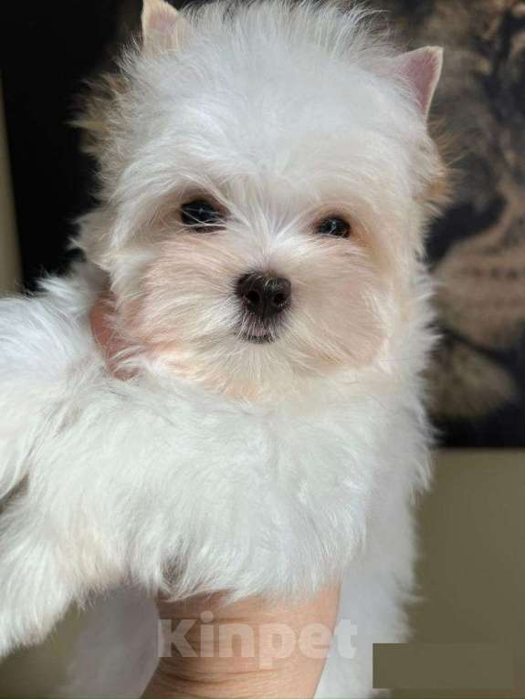 Собаки в других городах Московской области: Йорки (Бивер,Биро,Голддаст,Черный, Шоколадный) , Мальтезе, Мальтипу , Той Пуделя Мальчик, Бесплатно - фото 1