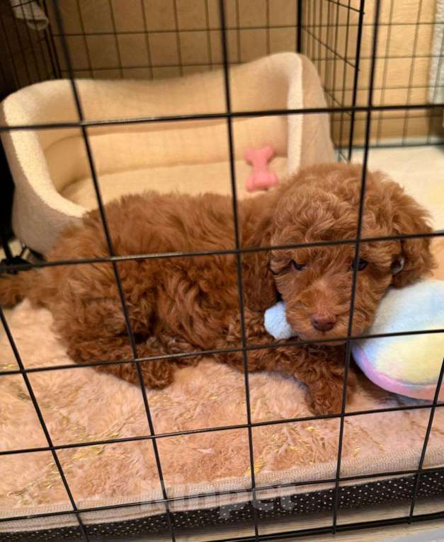 Собаки в Казани: Мальтипу, щенок Мальчик, 80 000 руб. - фото 2