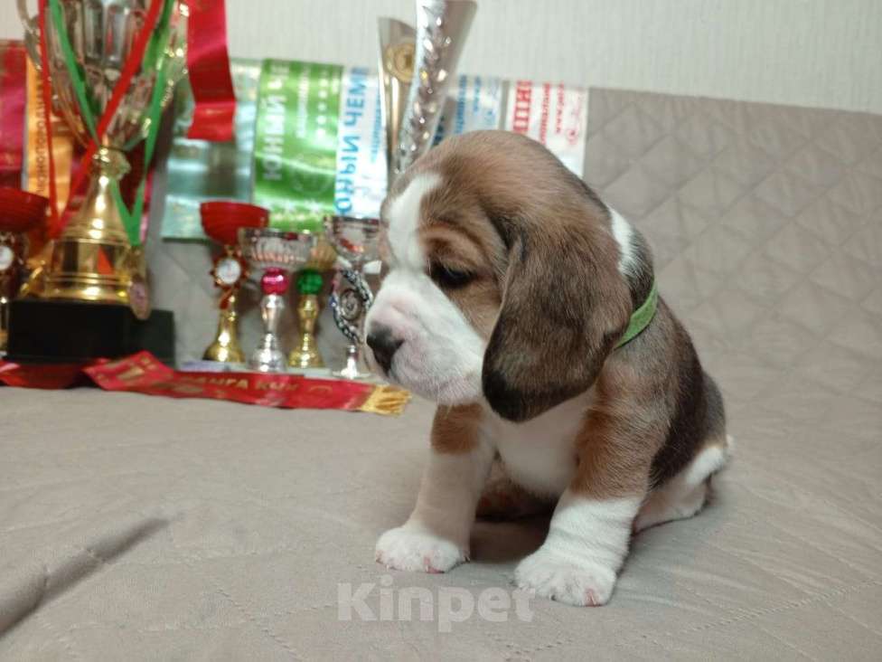 Собаки в Ангарске: Продажа щенков биглей Девочка, 80 000 руб. - фото 6