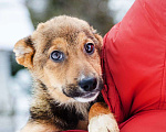 Собаки в Москве: Ласковый и спокойный щенок Ника в добрые руки Девочка, 1 руб. - фото 1
