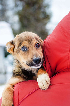 Объявление: Ласковый и спокойный щенок Ника в добрые руки, 1 руб., Москва