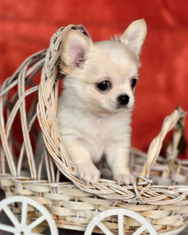 Собаки в Челябинске: Мальчик чихуахуа Мальчик, Бесплатно - фото 5