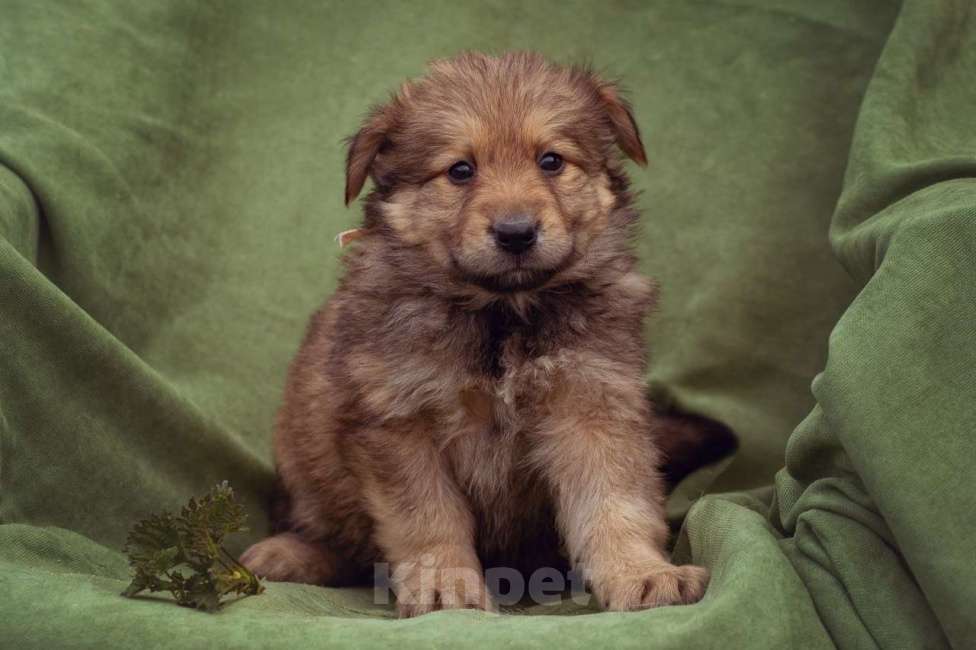 Собаки в Москве: щенок Яшма ищет семью Девочка, Бесплатно - фото 5