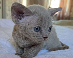 Кошки в Москве: Котята девон рекс Лиловые, циннамон, шоколадный мрамор Девочка, 85 000 руб. - фото 5