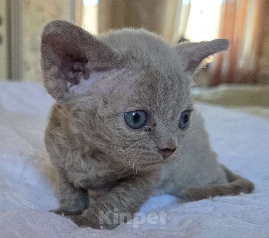 Кошки в Москве: Котята девон рекс Лиловые, циннамон, шоколадный мрамор Девочка, 85 000 руб. - фото 5