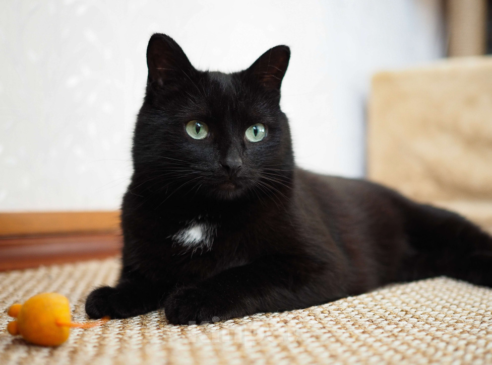 Кошки в Москве: Очень ласковая кошечка Нора в добрые руки Девочка, Бесплатно - фото 1