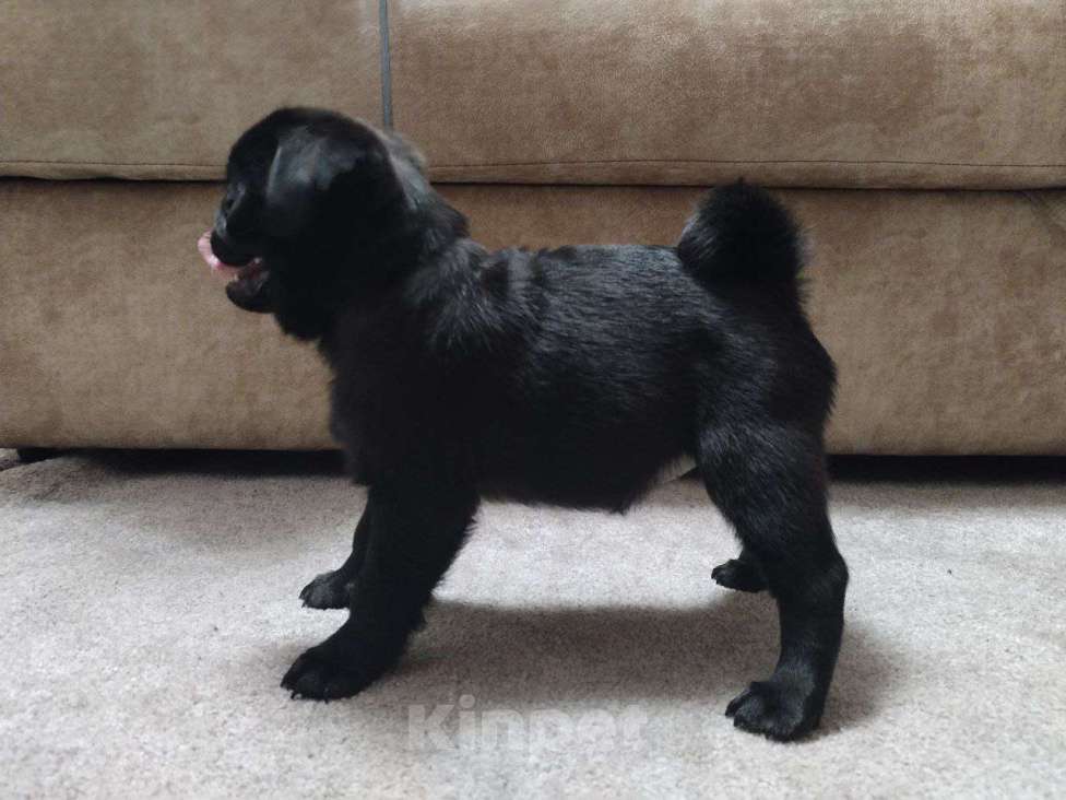 Собаки в Самаре: Продажа щенков мопса Девочка, 40 000 руб. - фото 2