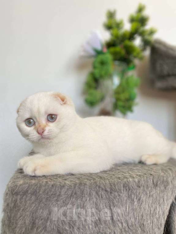 Кошки в Москве: Шотландские котята Мальчик, 42 000 руб. - фото 2