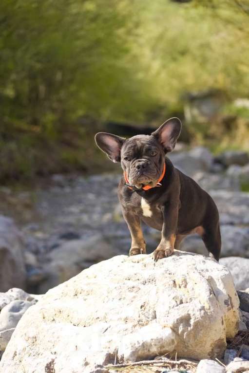Собаки в Москве: щенки французского бульдога девочки голубой подпал  Девочка, 50 000 руб. - фото 7