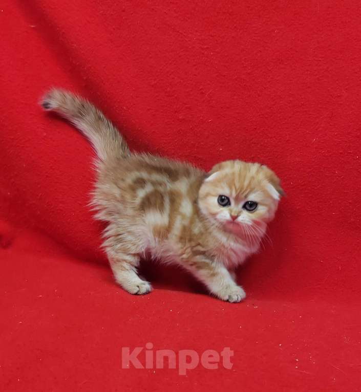 Кошки в Москве: Золотая мраморная малышка Девочка, 45 000 руб. - фото 5