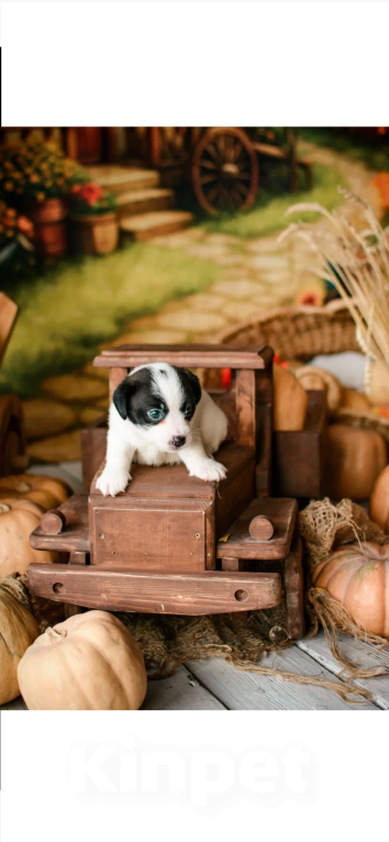 Собаки в Симферополе: Шикарный мальчик Джек Рассел терьер  Мальчик, 30 000 руб. - фото 4